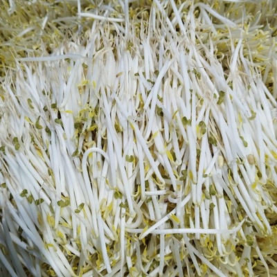 扁豆芽圖片